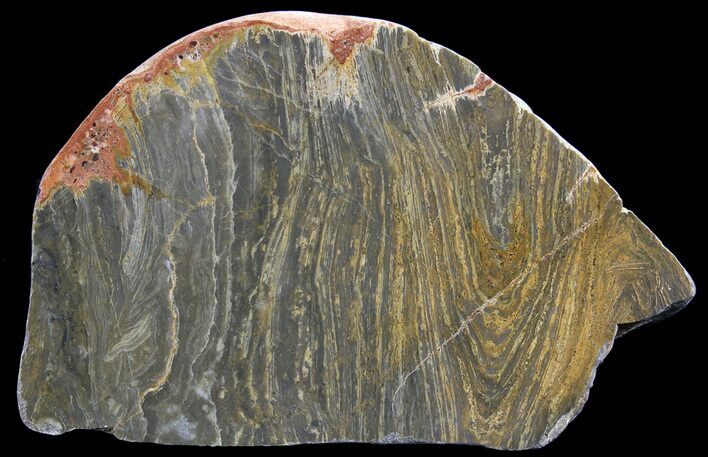 Polished, Mesoproterozoic Stromatolite (Conophyton) - Australia #65044